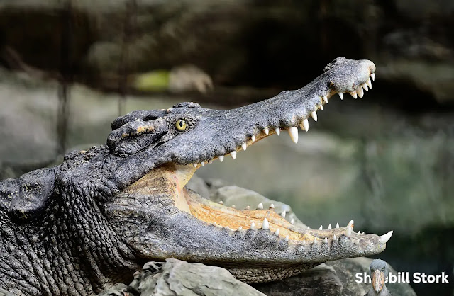 Shoebill Stork Eating Crocodile