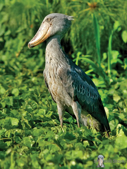 Shoebill Stork