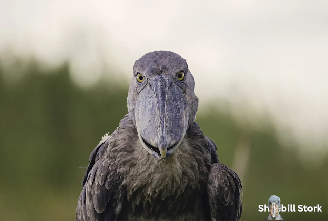 Shoebill Stork