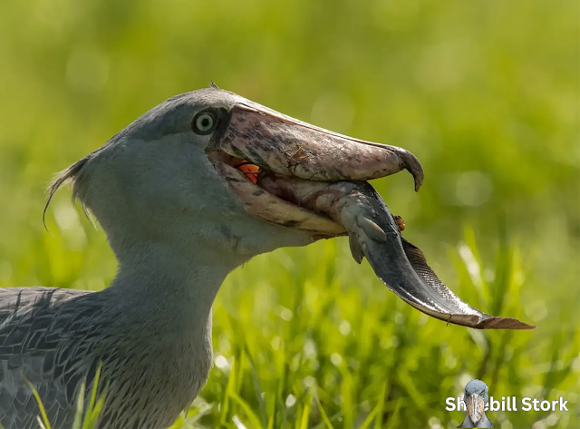 Shoebill Stork