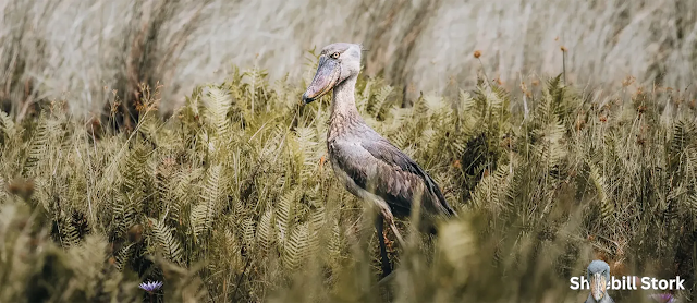 Shoebill Stork