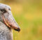 Shoebill Stork