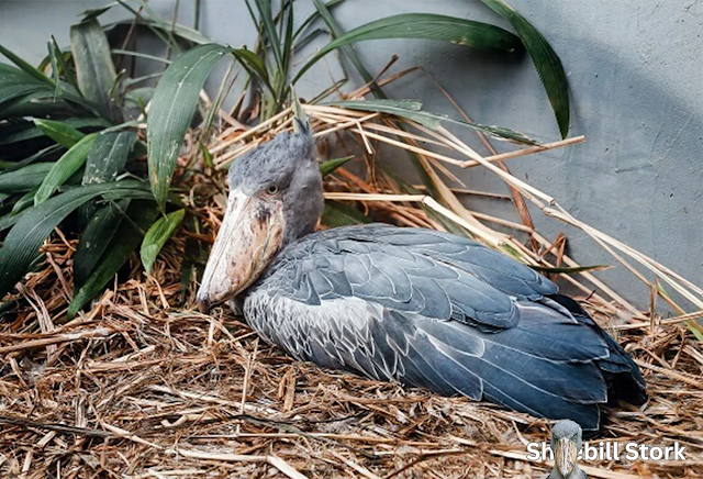 Shoebill Stork