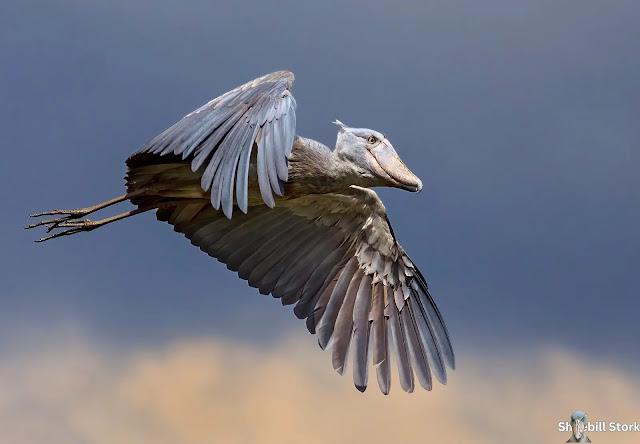 Shoebill Stork Flying