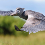 Shoebill Stork Flying