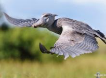 Shoebill Stork Flying