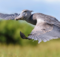 Shoebill Stork Flying