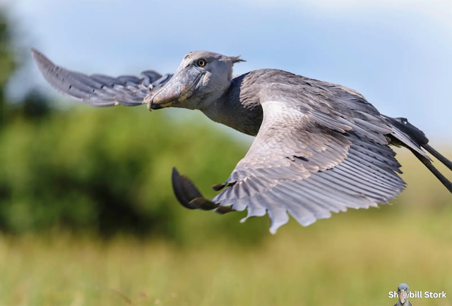 Shoebill Stork Flying