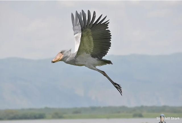 Shoebill Stork Flying