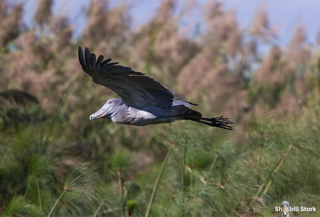 Shoebill Stork Flying