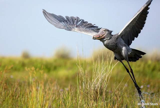 Shoebill Stork Flying