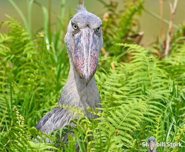 Shoebill Stork Eating Crocodile