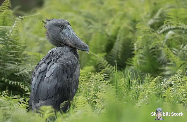 Shoebill Stork Eating Crocodile