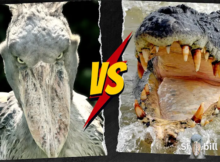 Shoebill Stork Eating Crocodile