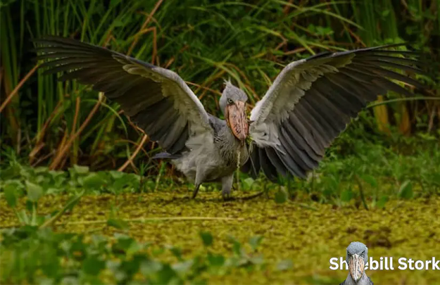 Shoebill Stork Eating Crocodile