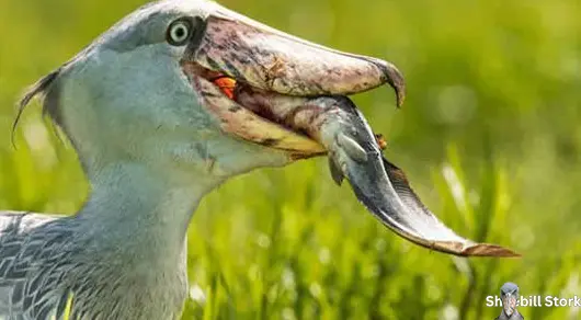 Shoebill Stork Eat