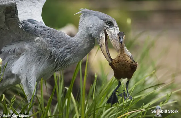 Shoebill Stork Eat