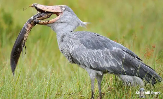 Shoebill Stork Eat