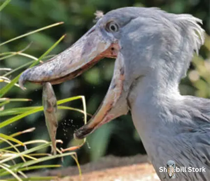 Shoebill Stork Eat