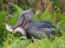 Shoebill Stork Eat