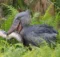 Shoebill Stork Eat