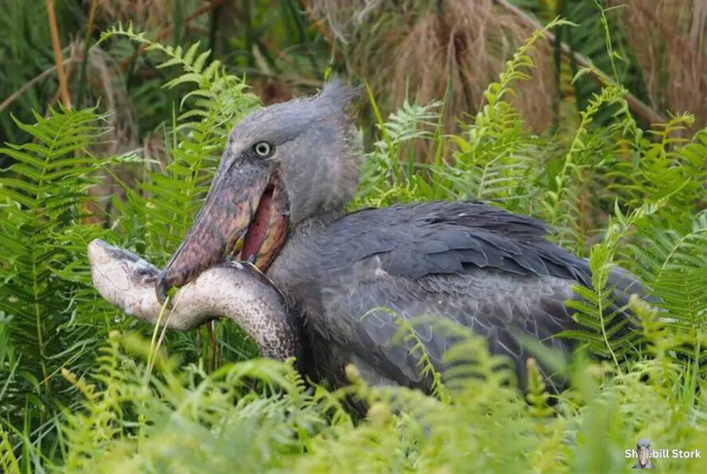 Shoebill Stork Eat