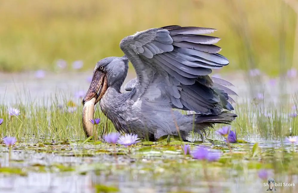 Shoebill Stork Eat