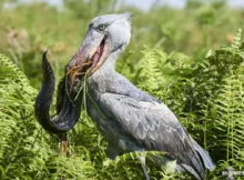 Shoebill Stork Size