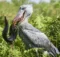 Shoebill Stork Size