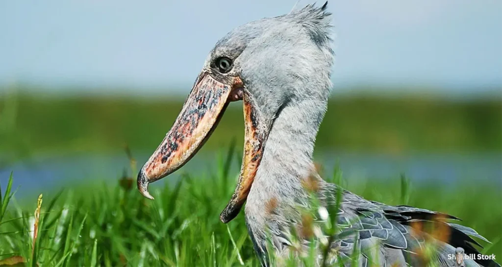 Shoebill Stork Size