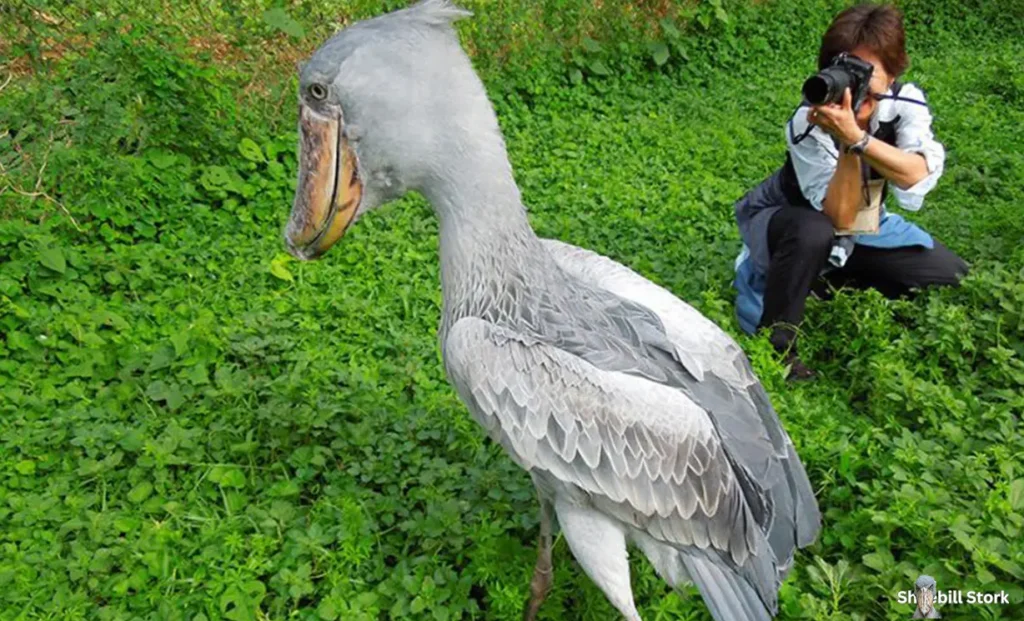 Shoebill Stork Size