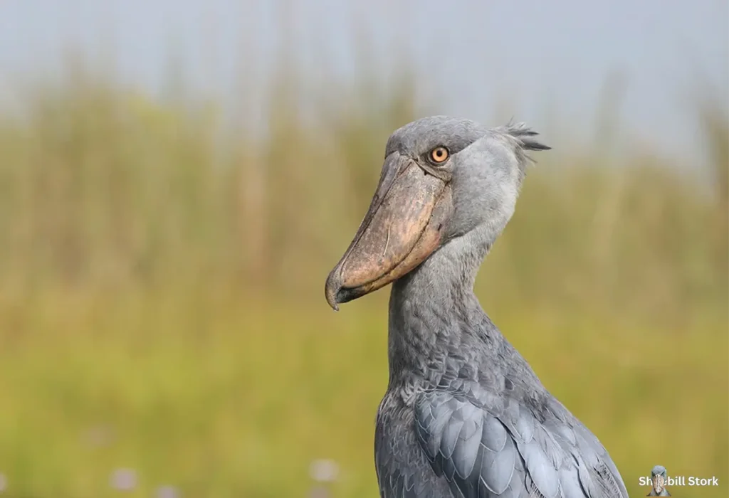 Shoebill Stork Size