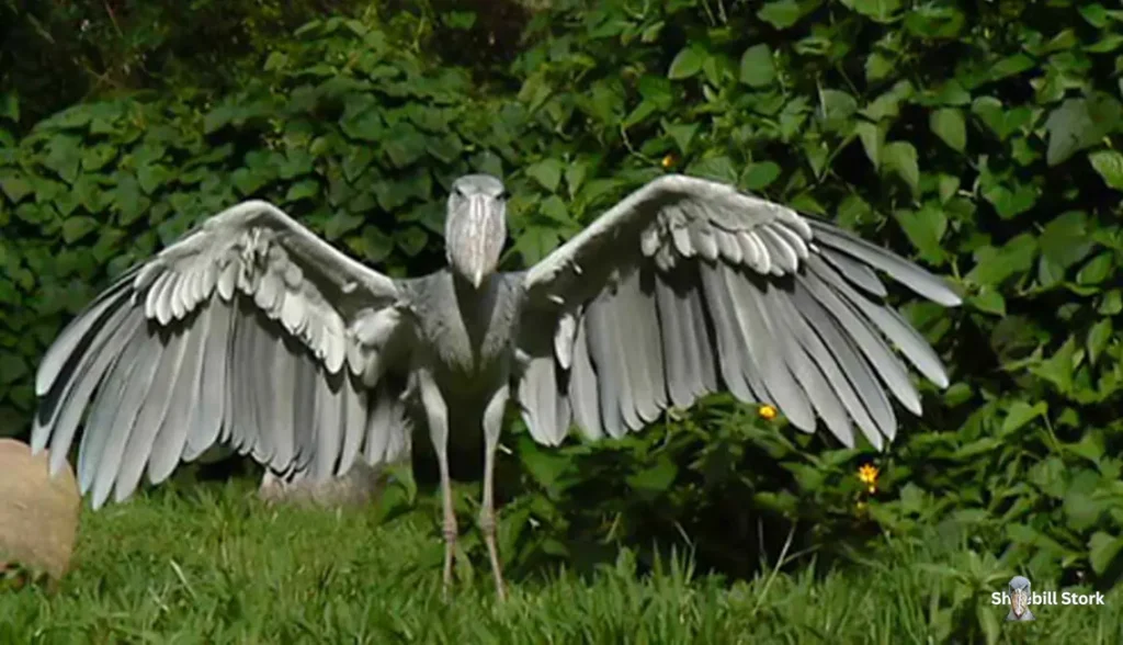 Shoebill Stork Size