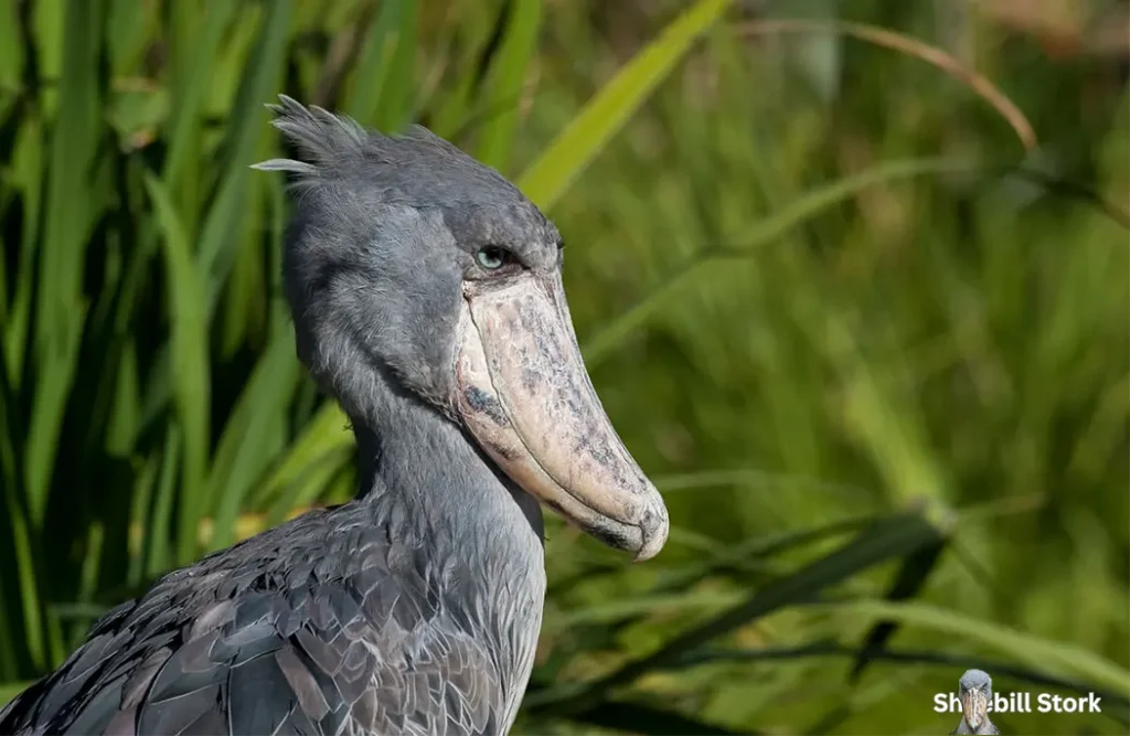 Shoebill Stork Sound