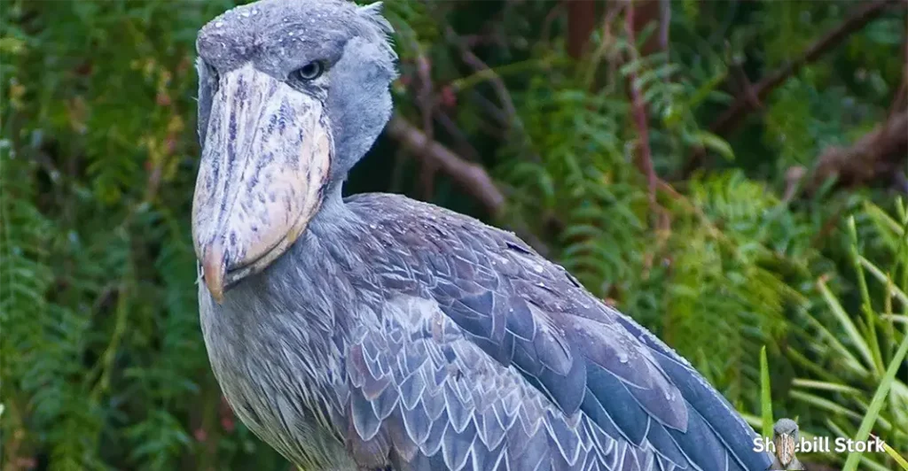 Shoebill Stork Sound