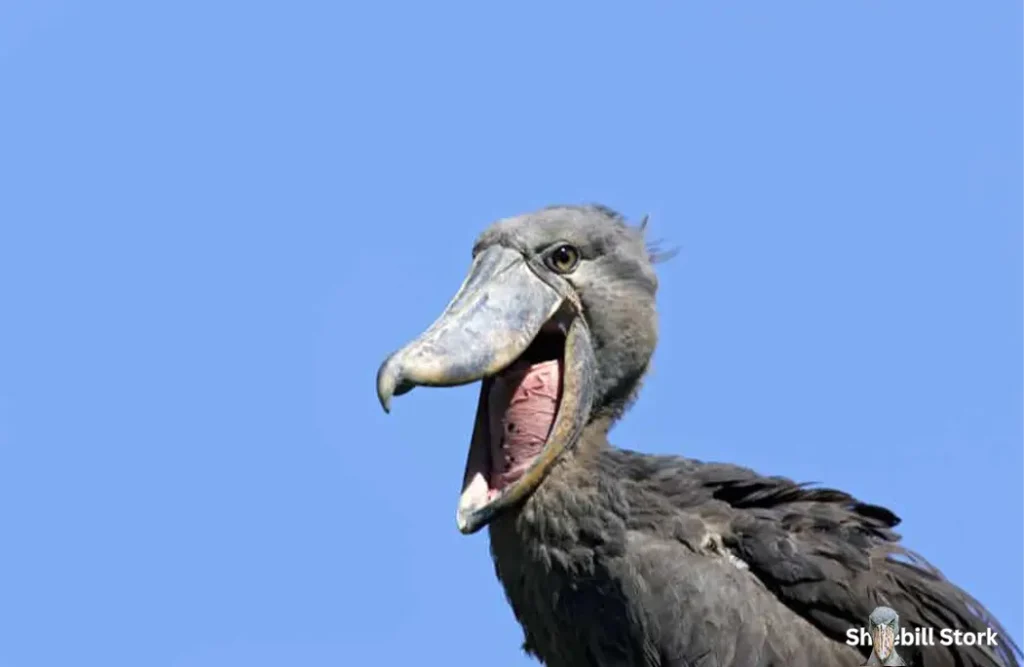 Shoebill Stork Sound