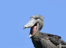 Shoebill Stork Sound