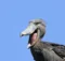 Shoebill Stork Sound