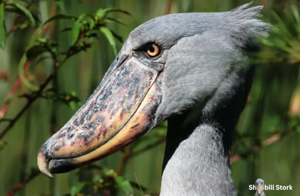 Shoebill Stork Sound