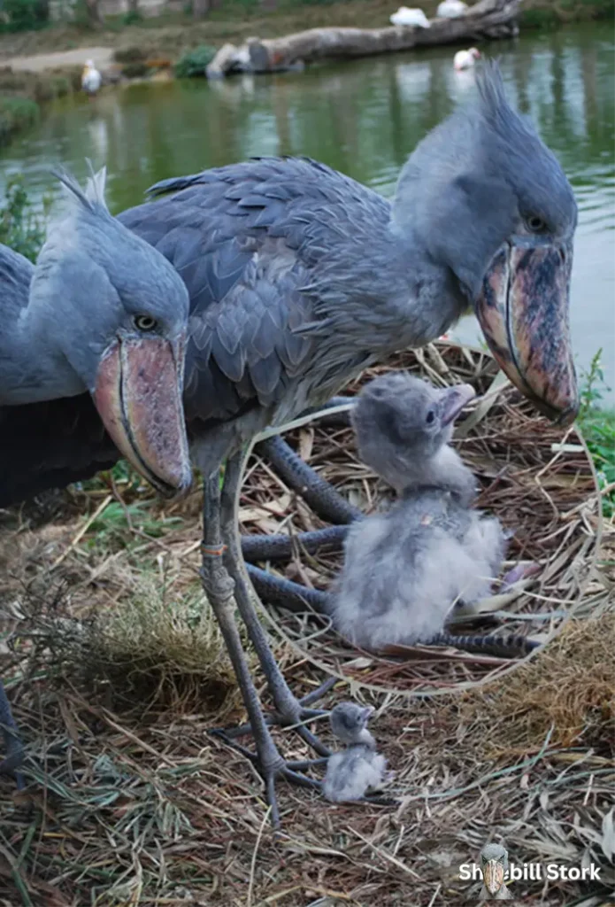 Shoebill Chick