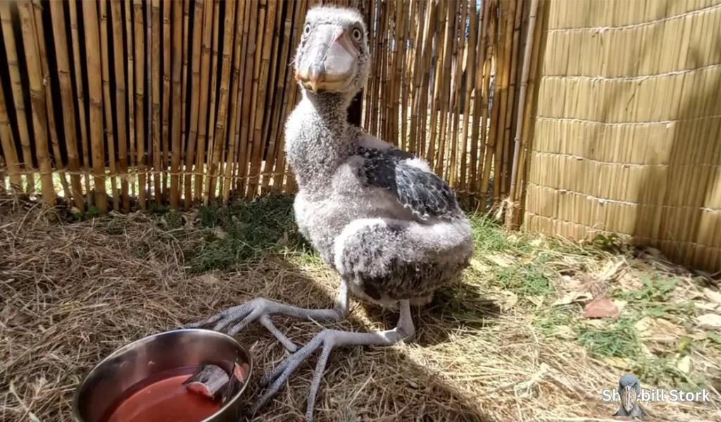 Shoebill Chick