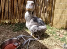 Shoebill Chick