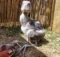 Shoebill Chick