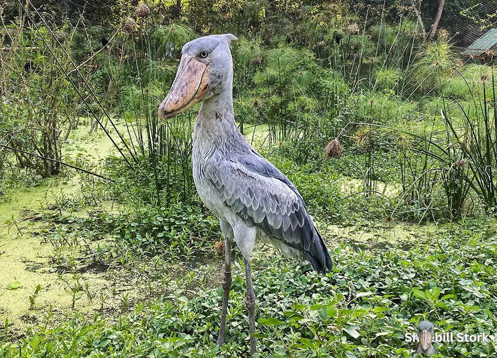 Shoebill Chick