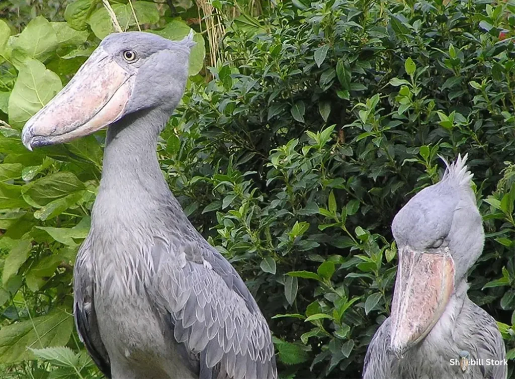 Shoebill Stork Height