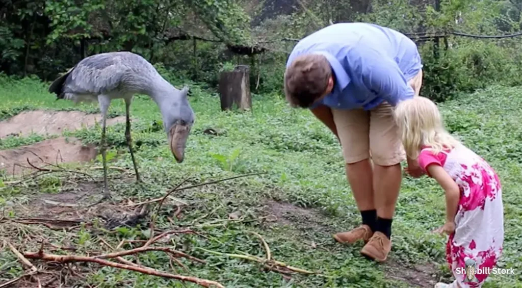 Shoebill Stork Height