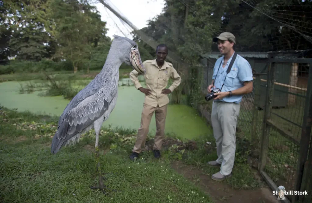 Shoebill Stork Height