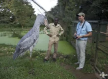 Shoebill Stork Height