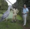 Shoebill Stork Height