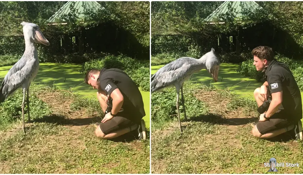 Shoebill Stork Height